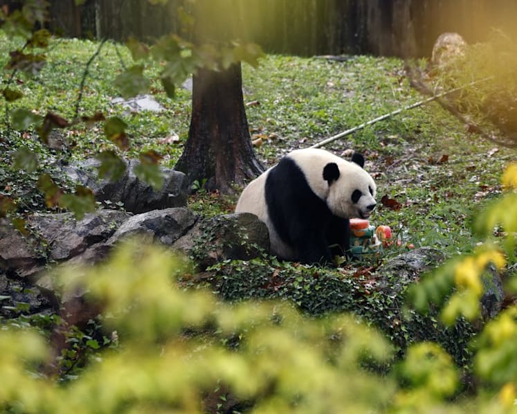 What does departure of pandas from America mean for US-China relations?
