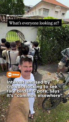 The Eurasian hoopoe has not been seen in Singapore since 1987, almost 40 years ago #8dayssg #8dayssgtrending #birdwatching #eurasianhoopoe #tiktoksg 