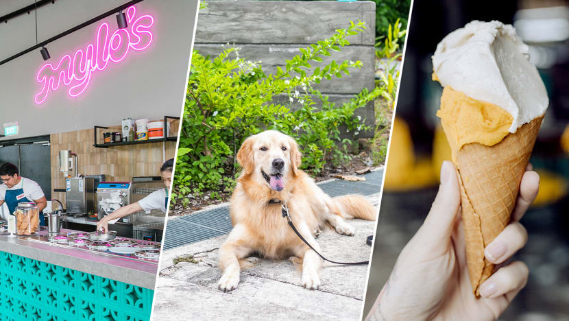 Coconut & Pandan Gelato For You, Beef Popsicle For Your Pup At New Gelateria Coconut & Pandan Gelato For You, Beef Popsicle For Your Pup At New Gelateria