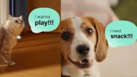 AI Pet Translator From China Claims To Understand Pets With Almost 94% Accuracy