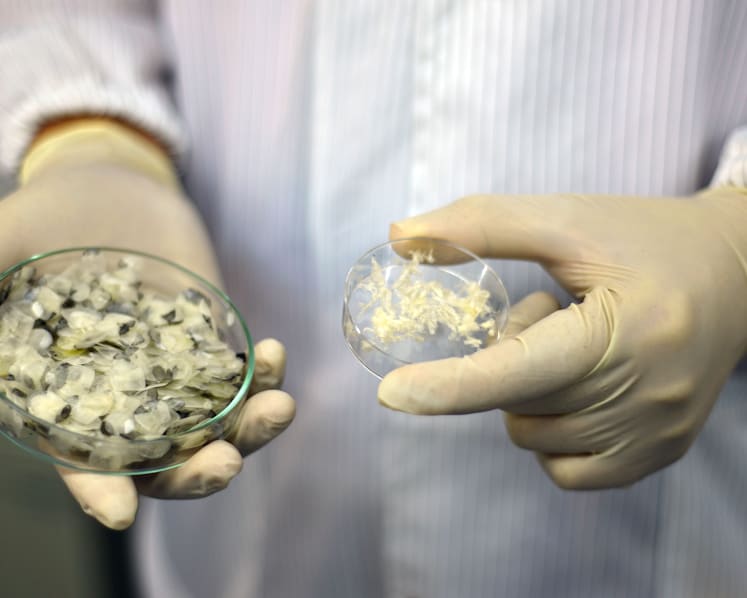 Fish scales may be used for wound healing