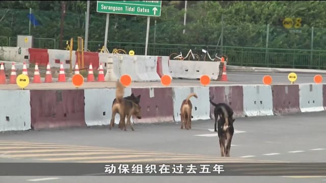 本地多个动物福利组织呼吁政府 改变现有政策以控制流浪狗数量
