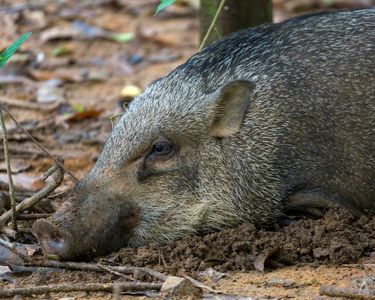 The Climate Conversations: Look beyond fencing and trapping animals to prevent human-wildlife conflict, say experts