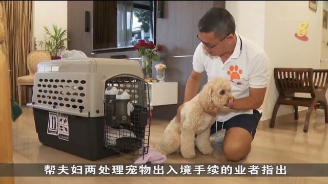 各国边境重开和航班恢复 入境我国宠物隔离预订已排满至明年