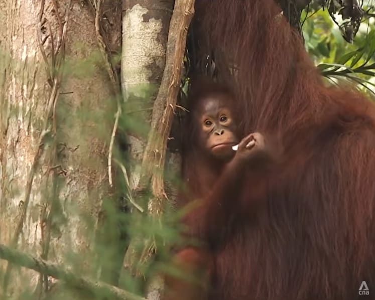 Sarawak steps up monitoring of orangutans as haze and heat persist 