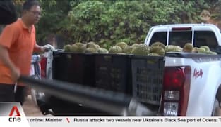 Durian growers in Malaysia struggle to keep up with climate change