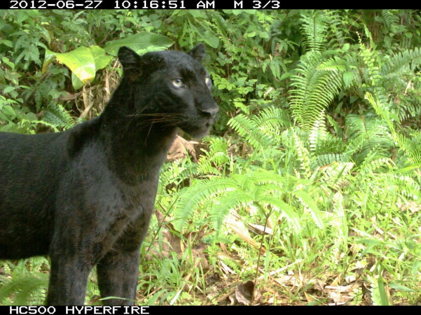 The Big Read: Heeding the call of the wild, S’porean conservationists make their mark abroad