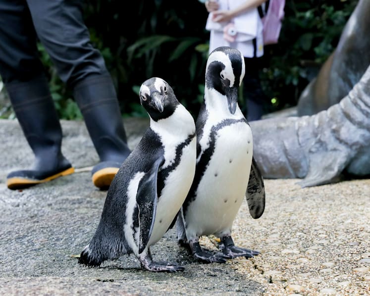 Animal lovers can now adopt an animal at the Singapore Zoo