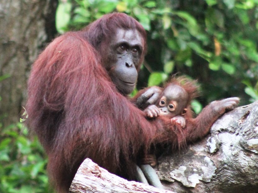 Asia’s first giant river otter baby born at River Safari