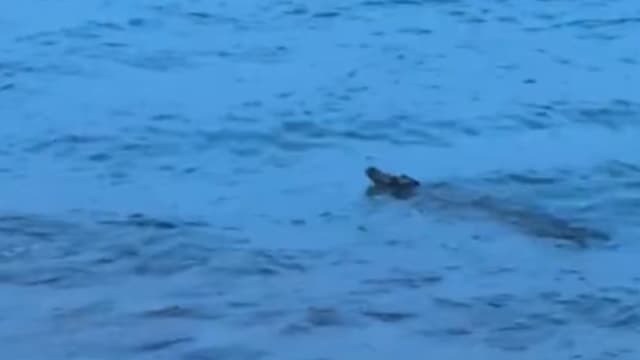 圣淘沙水域附近鳄鱼 已被捕获并人道毁灭