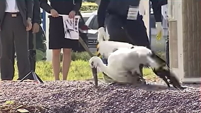 韩国放飞濒危东方白鹳酿祸 疑关笼内太久体力透支而死