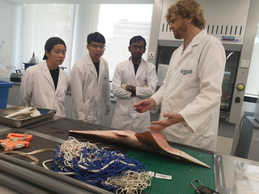 Dr Neil Hutchinson, a shark and ray expert from James Cook University’s Singapore campus, shows students how to measure the now critically endangered shovelnose ray.