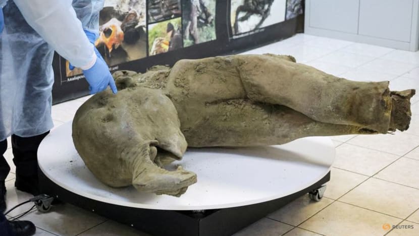 Young mammoth remains found nearly intact in Siberian permafrost