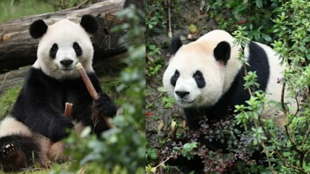 中美开启新一轮熊猫保护合作 两只大熊猫将赴美