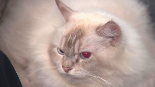 理解问答：9月起组屋居民可以养猫了