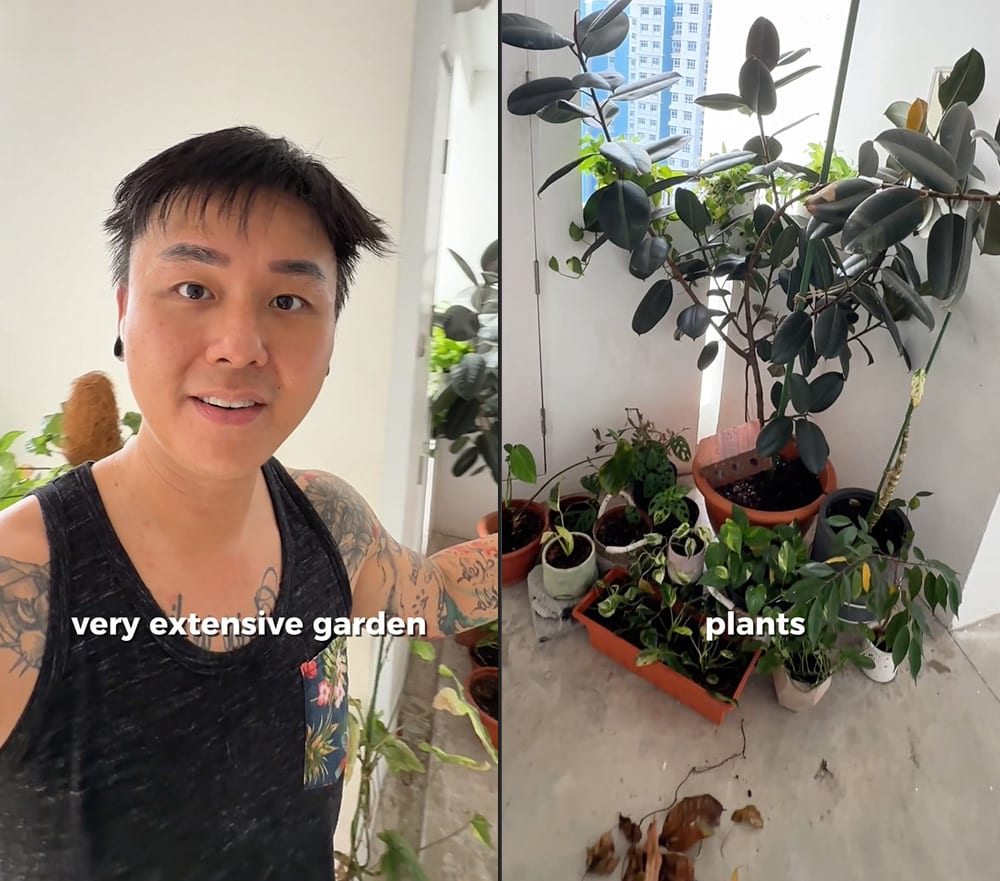 neighbours throwing cigarettes in garden uk TikToker Says Neighbour Throwing Cigarette Butts In His “Extensive”  Corridor Garden; Sparks Debate Over Shared HDB Spaces Instead