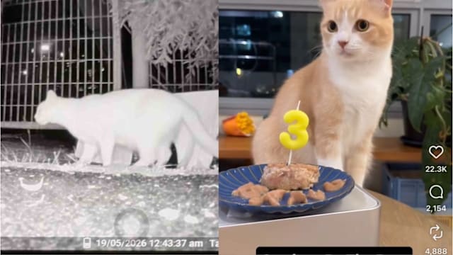 滨海湾花园内失踪宠物猫 十天后终被寻获