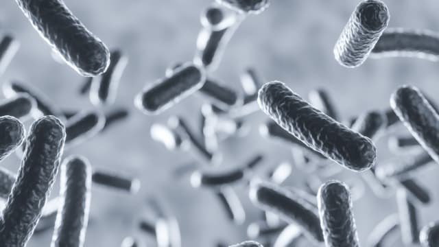 研究探讨肠道微生物如何影响人们健康和老化过程