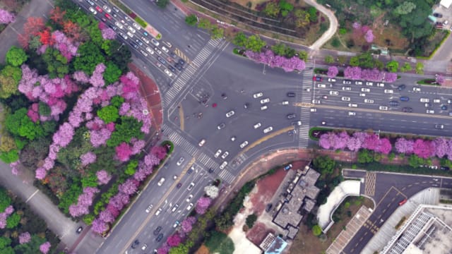 中国广西柳州大风吹起“花雨” 网民分享紫荆花漫天飞舞画面