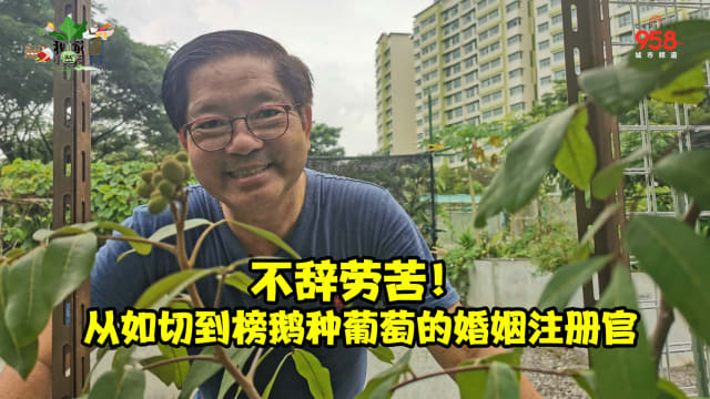 【我家小菜园】第四集：不辞劳苦！从如切到榜鹅种葡萄的婚姻注册官