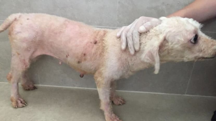 Owner of pet grooming school jailed, fined for abandoning 18 dogs