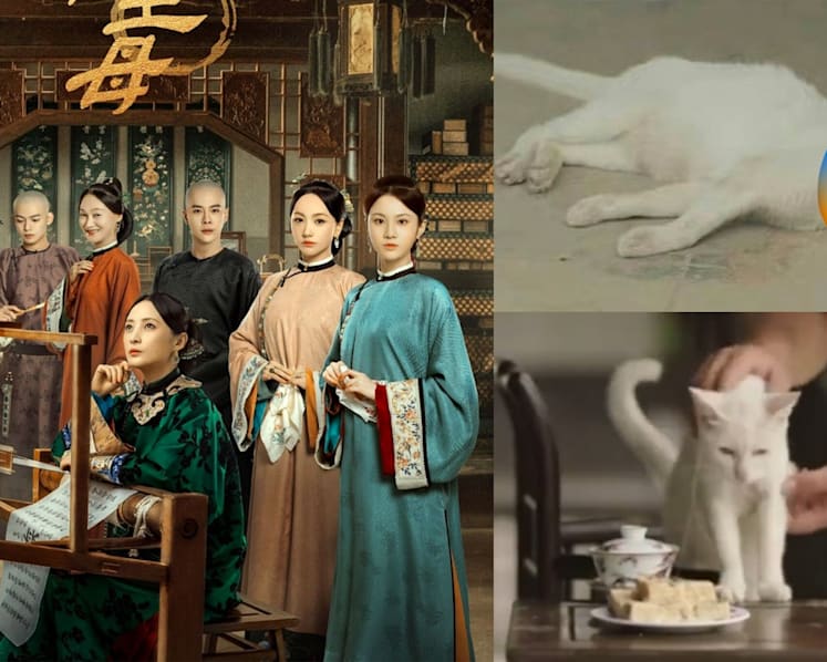 Chinese Drama Marvellous Women Denies Killing Cat For Scene; Netizen Claims They Electrocuted It To Death