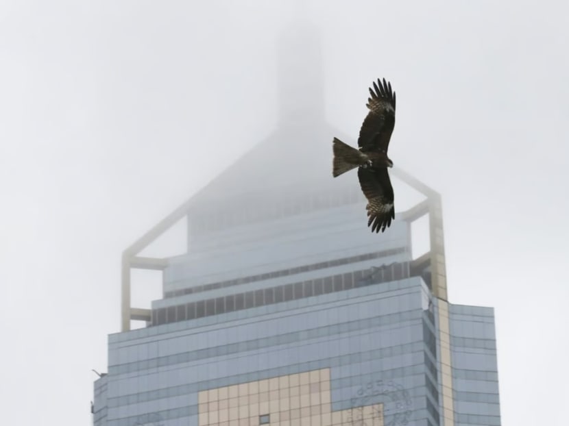 Some glass surfaces can create a confusing illusion for birds. 