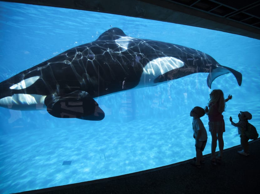 Young children get a close-up view of an Orca killer whale during a visit to the animal theme park SeaWorld in San Diego. Photo: REUTERS