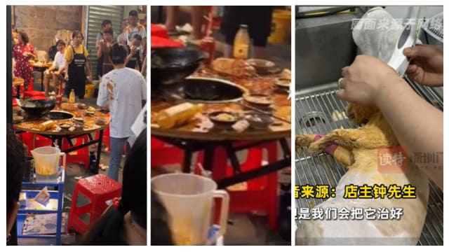 重庆火锅店猫咪“从天而降” 多名食客被烫伤