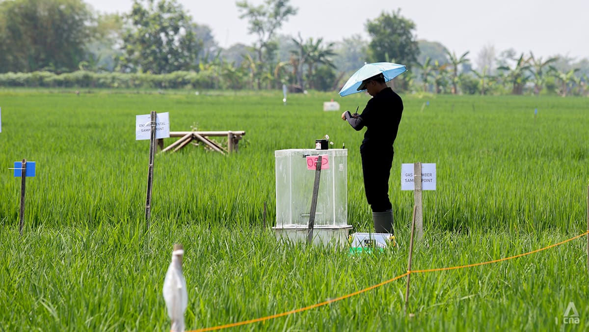 Panen lebih banyak, emisi lebih sedikit? Lab Singapura uji cara baru tanam beras di Indonesia