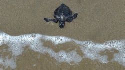 Related article image