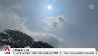 Robotic decoys used in crow shooting in latest efforts to curb its population