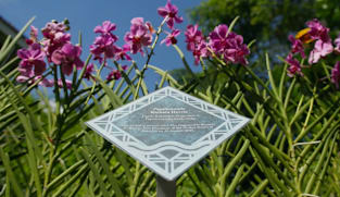 Singapore's Orchid Story