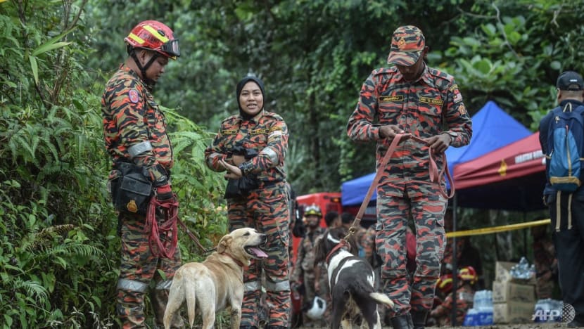 Malaysia landslide: Sniffer dog keels over from fatigue; K-9 unit to be rotated for freshness Malaysia landslide: Sniffer dog keels over from fatigue; K-9 unit to be rotated for freshness