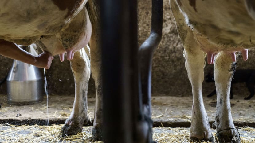 Commentary: Synthetic milk made without cows? That could radically disrupt the dairy industry Commentary: Synthetic milk made without cows? That could radically disrupt the dairy industry