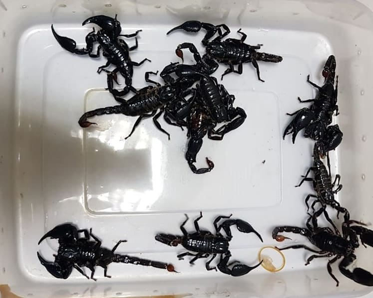 Man fined for trying to smuggle 10 scorpions in tissue box through Woodlands Checkpoint