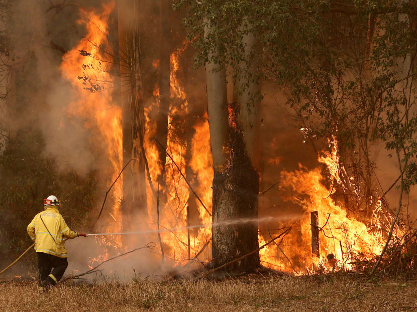 A Tuncurry fire crew member fights part of the Hillville bushfire south of Taree, in the Mid North Coast region of New South Wales, Australia on Tuesday (Nov 12). A Tuncurry fire crew member fights part of the Hillville bushfire south of Taree, in the Mid North Coast region of New South Wales, Australia on Tuesday (Nov 12).