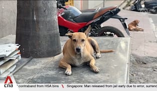 Animal lovers, activists say stray dogs being unfairly vilified in India