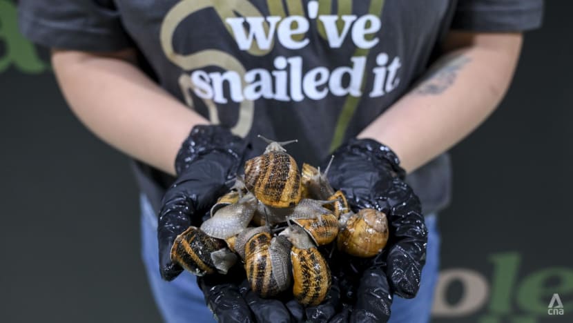 'Expressive with their eye stalks': The art of raising happy snails at Singapore’s first such commercial farm 'Expressive with their eye stalks': The art of raising happy snails at Singapore’s first such commercial farm
