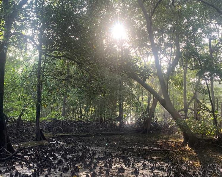 Commentary: Mangroves, a crown jewel of Singapore’s coastline