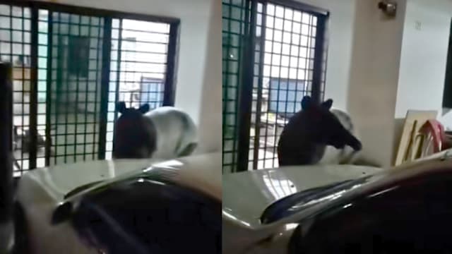 马来貘深夜现身马国民宅 网民以为AI合成视频