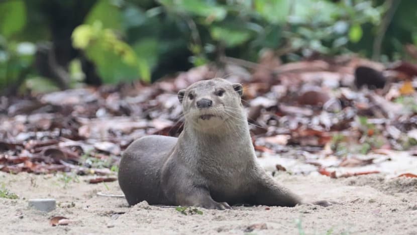  NParks pertimbang kembiri memerang bagi kawal jumlahnya selepas insiden ceroboh rumah, makan ikan koi