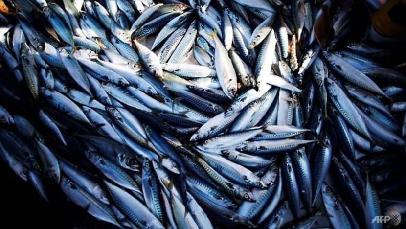 Harga ikan di M'sia dijamin tidak naik Harga ikan di M'sia dijamin tidak naik