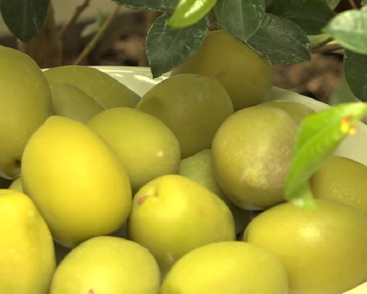 Italy's olive harvest threatened, as deadly bacteria kills millions of trees