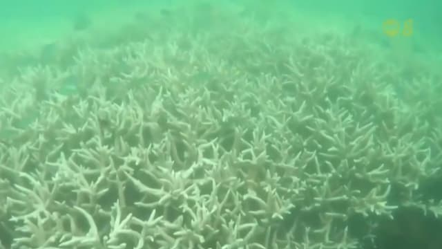 全球气候变迁冲击海洋生态 水下无人机提供更详尽和珍贵的数据