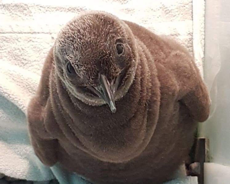 Jurong Bird Park welcomes first King Penguin in almost a decade
