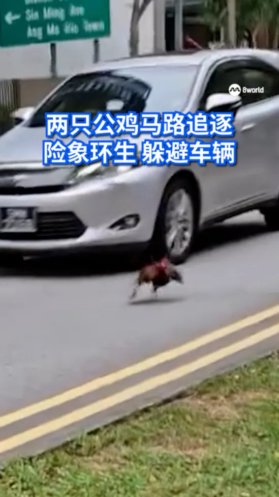 20260419_chicken cross road