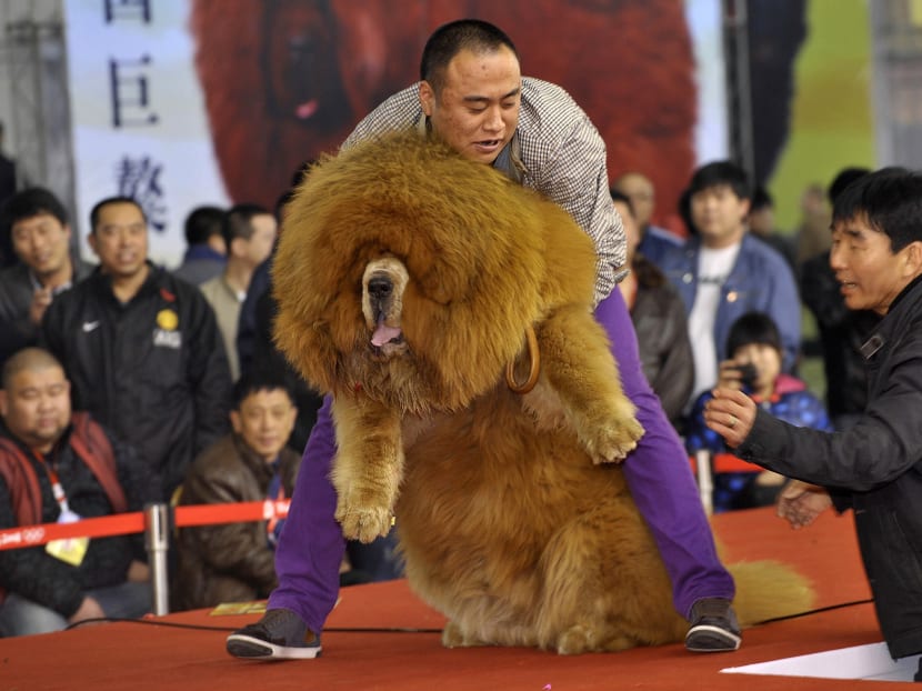 6 dogs that will never be cast as the lead in a TV show