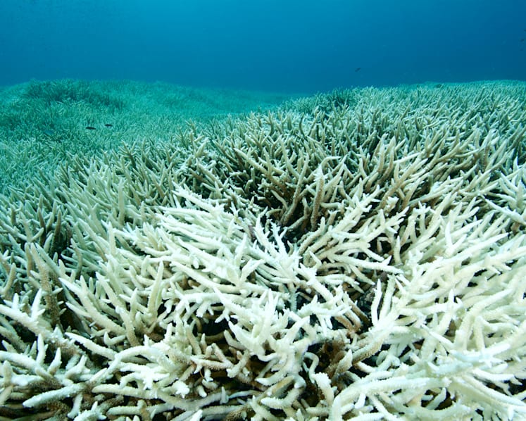 Commentary: Record Mediterranean Sea temperatures this summer could devastate marine life