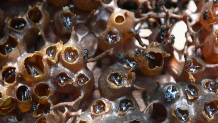Lindungi lebah kelulut demi pembangunan lestari dan industri 'Superfood' M'sia Lindungi lebah kelulut demi pembangunan lestari dan industri 'Superfood' M'sia